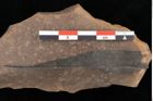Foto (Detailansicht) von Ceratophyllum tertiarium Ettingshausen (NHMW-GEO-2024-0188-0467)